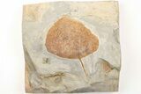 Fossil Leaf (Zizyphoides) - Montana #203558-1